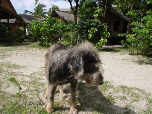 Phangan Island Bantaj Kültér fotó